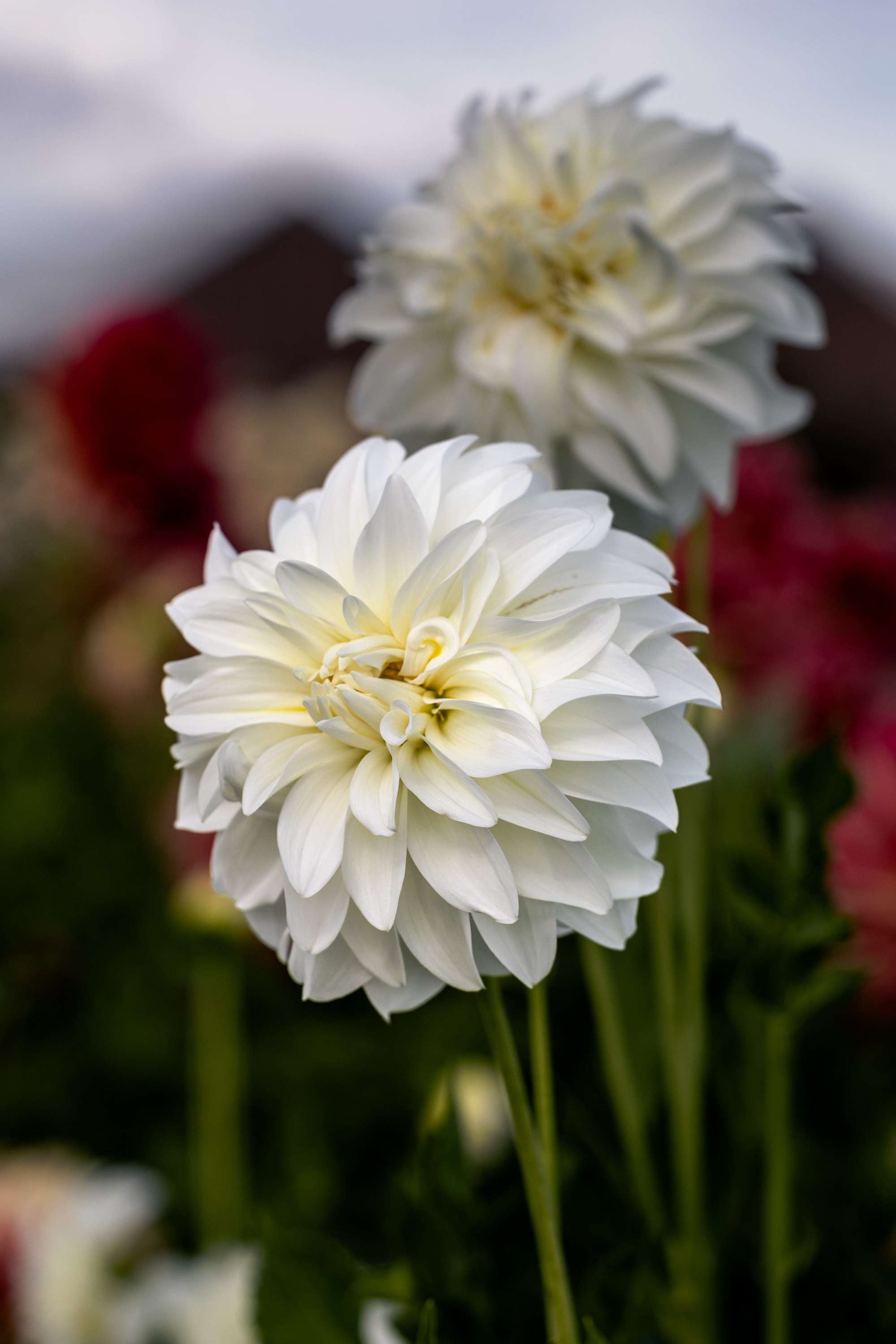 Dahlia 'Lady Liberty'